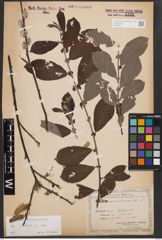 Foto von Salix cinerea L.